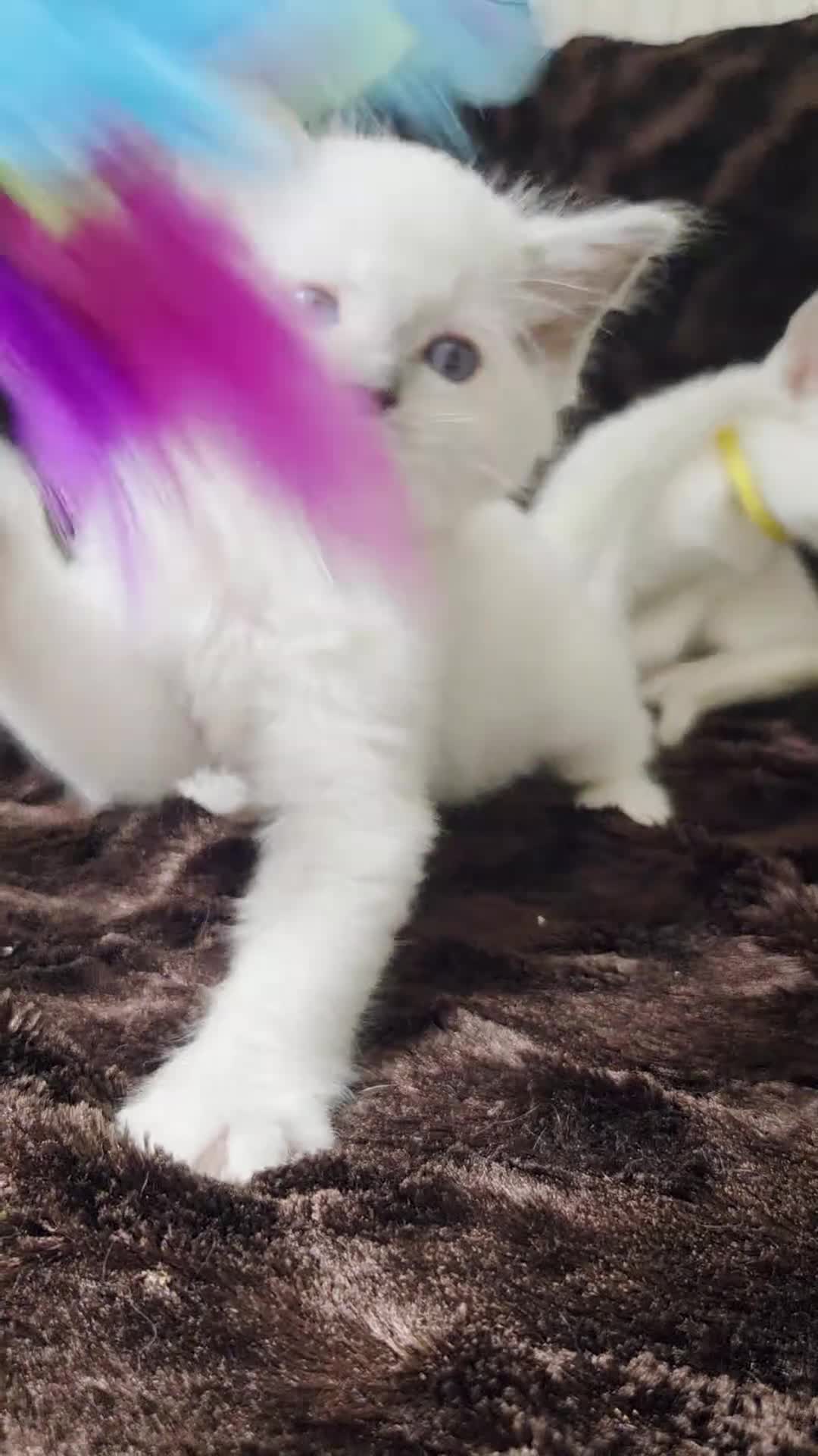 Ragdoll cats for sale:  🏆GCCF REG. EXTENSIVELY TESTED RAGDOLL KITTENS 🌟 - Video 1
