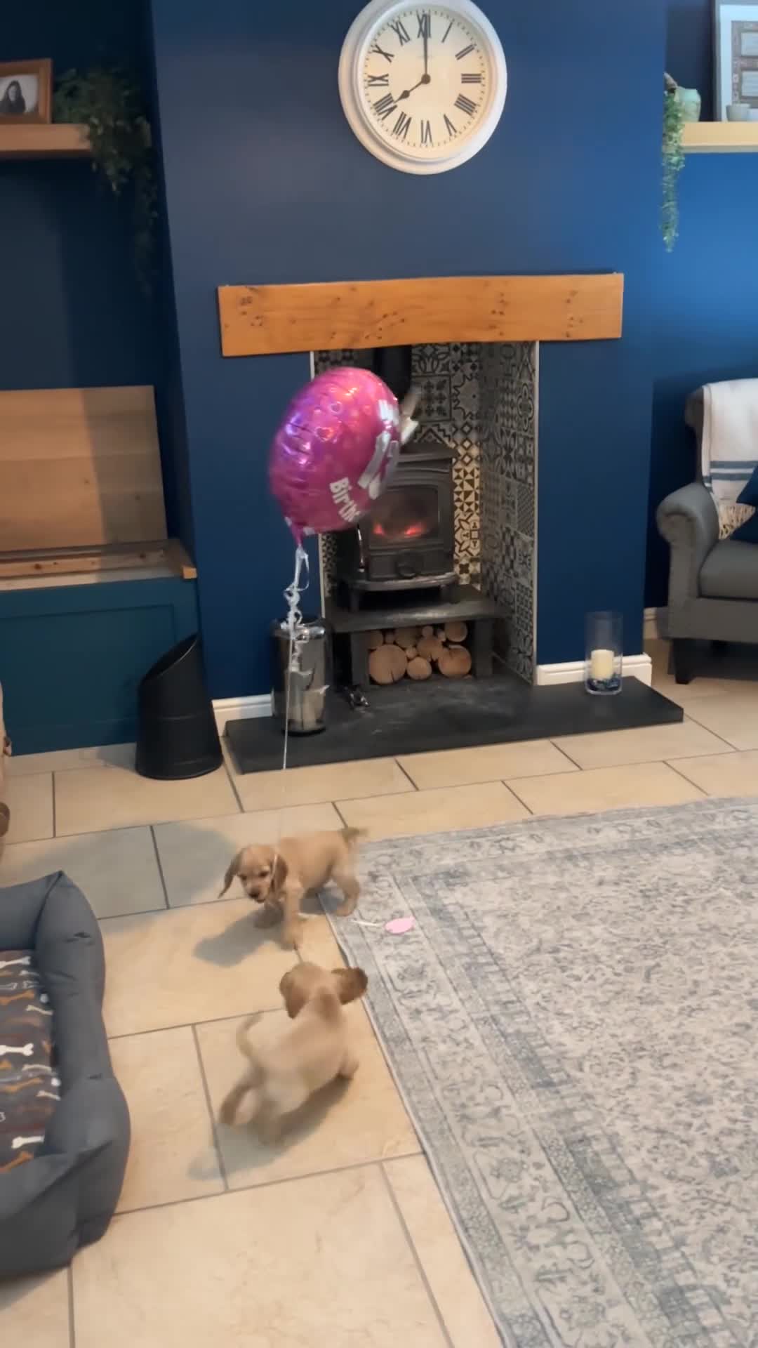 Cocker Spaniel dogs for sale: Beautiful Golden Cocker Spaniel Puppies for Sale - Video 2