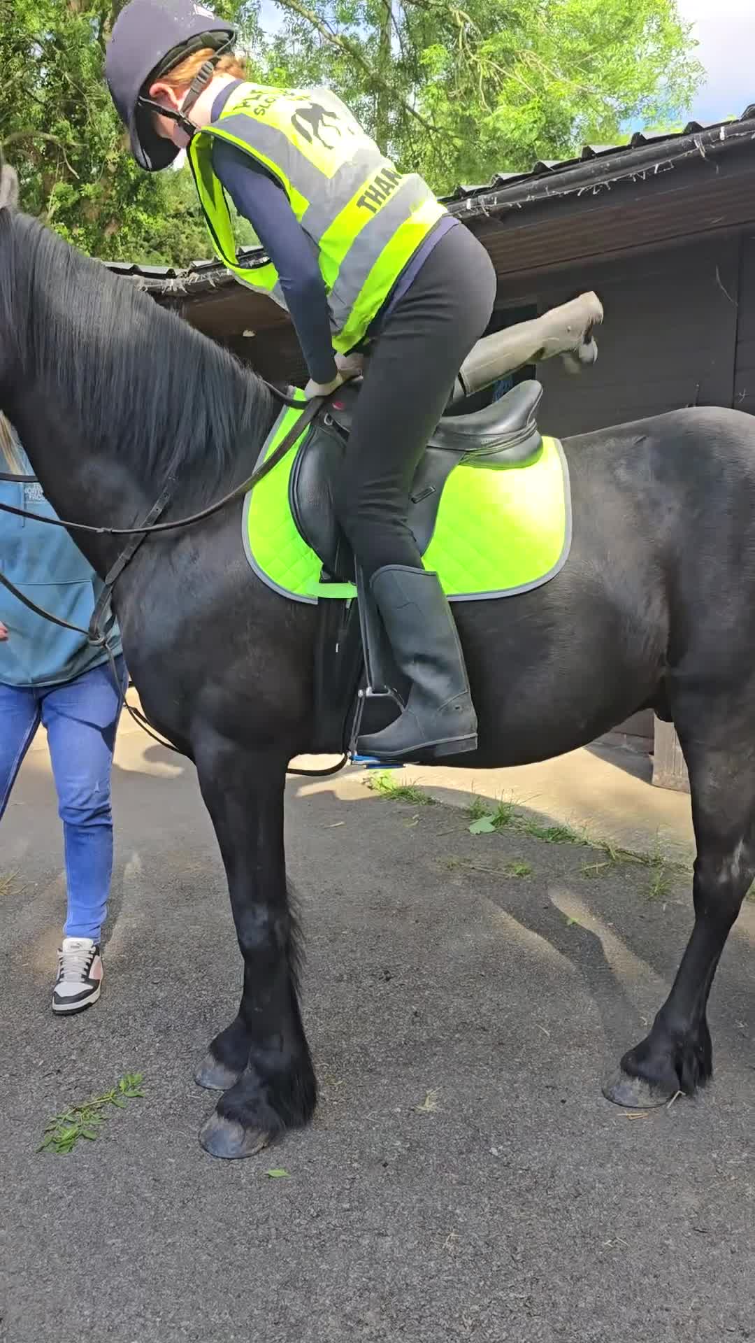 Dales horses for sale: Sweep - Video 2