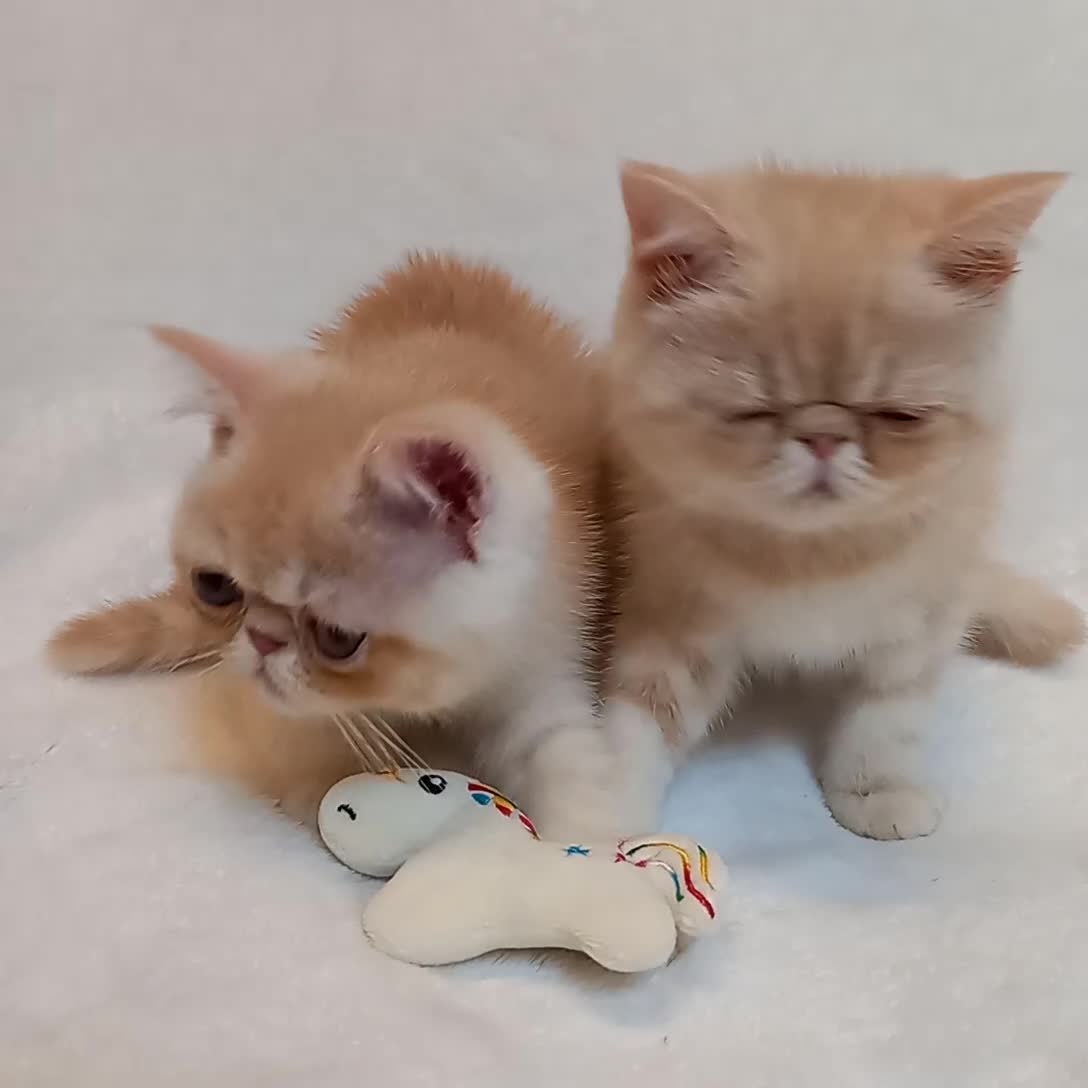 Exotic cats for sale: 2 Chubby Kittens - Video 1