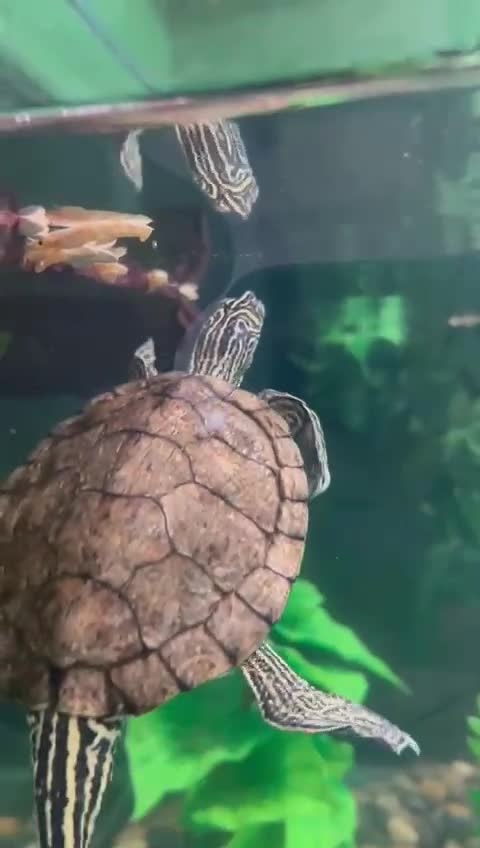 Turtle reptiles for sale: Map Turtles - Video 2