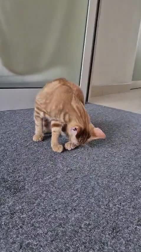 Arabian Mau cats for sale: Meet Mr Bobtail!  - Video 3