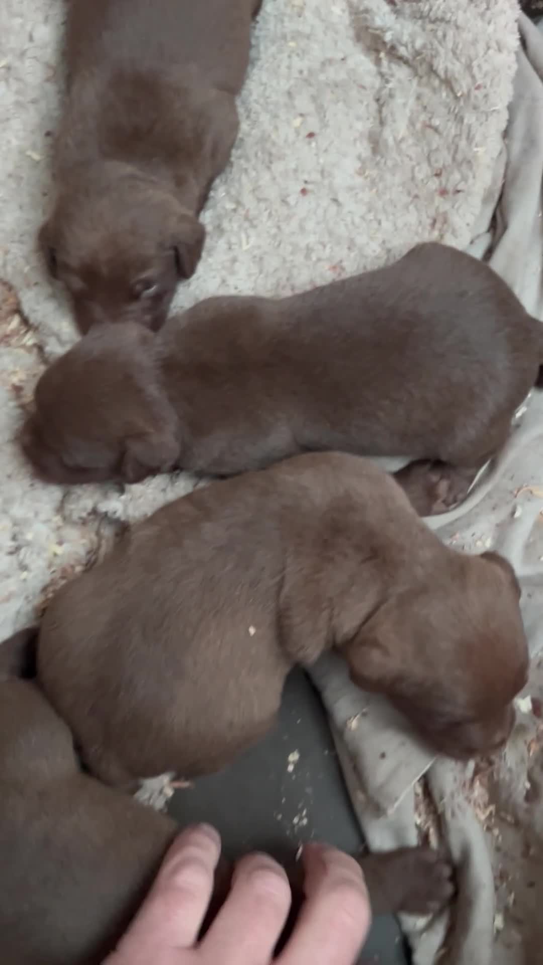 Patterdale Terrier dogs for sale: Patterdale terriers - Video 1