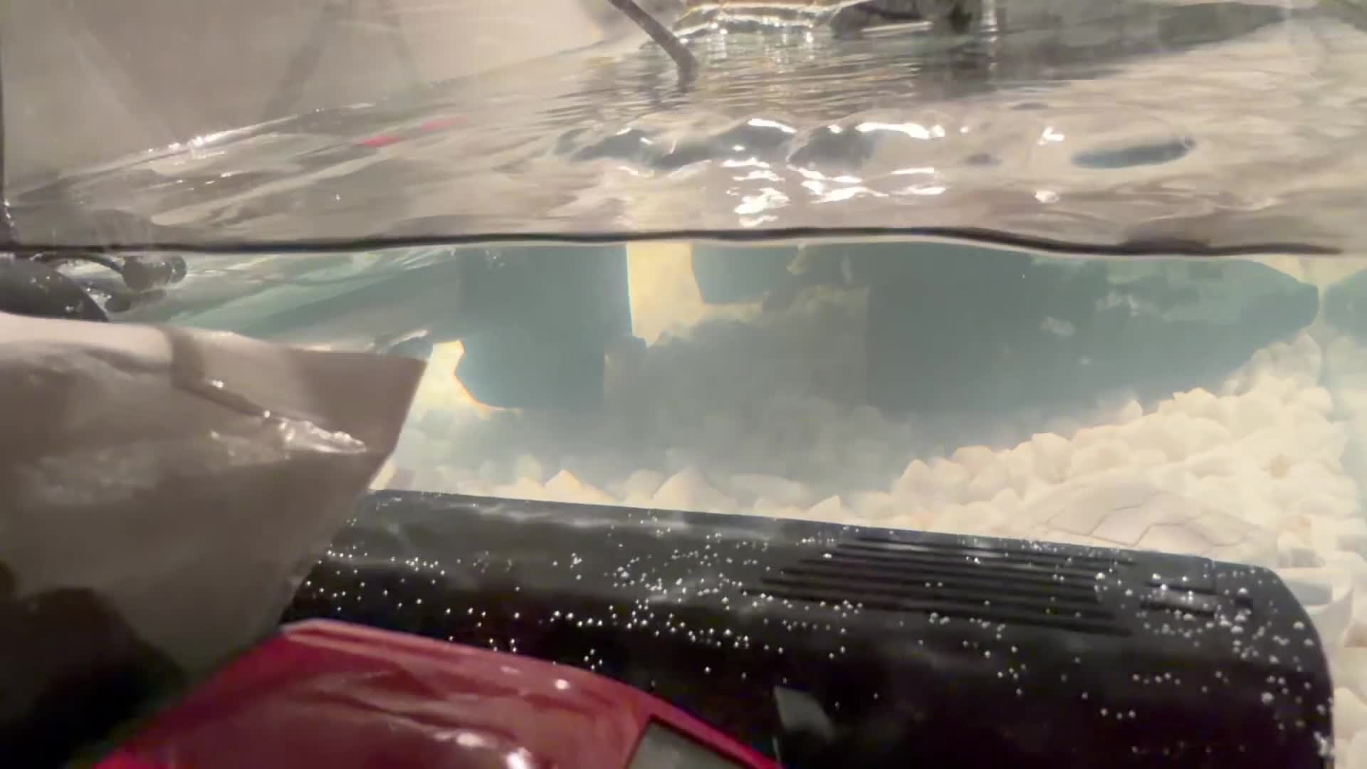 Terrapin reptiles for sale: Two terrapins in Accrington - Video 1