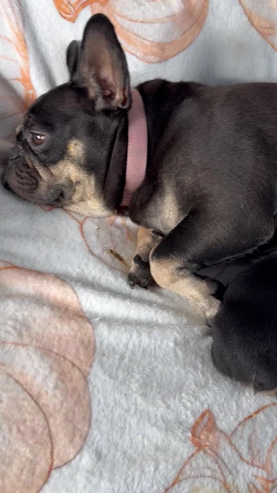 French Bulldog dogs for sale: Four beautiful healthy female French Bulldogs - Video 2