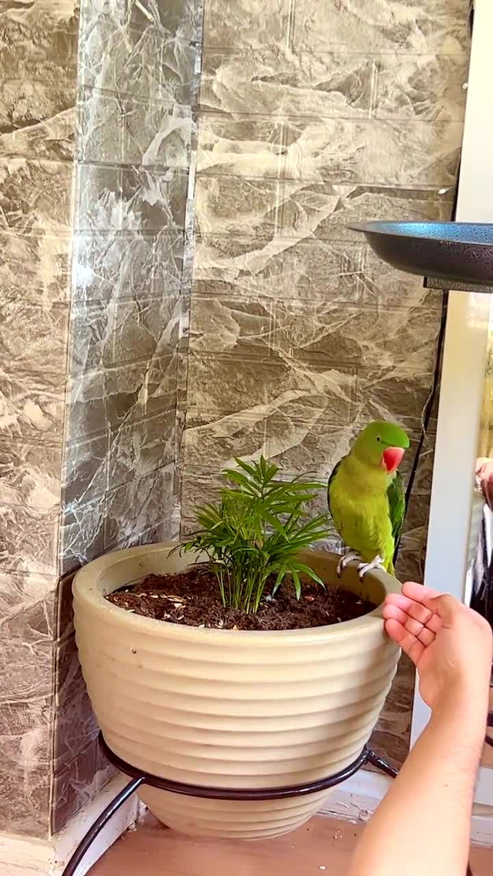 Parrots birds for sale: Alexandrine talking male parrot - Video 1