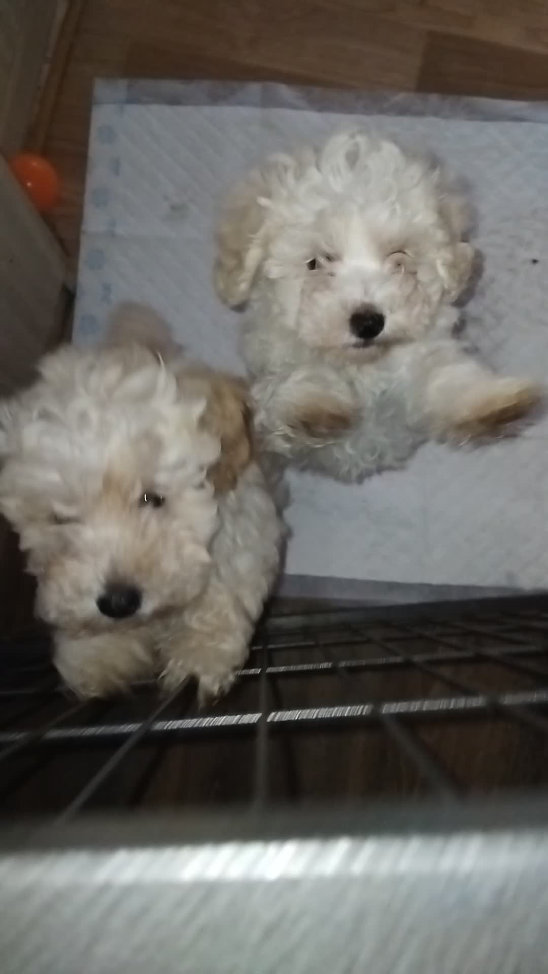 Mixed Breed dogs for sale: Lovely havapoo only 1 Creamy  boy left READY TO GO - Video 3