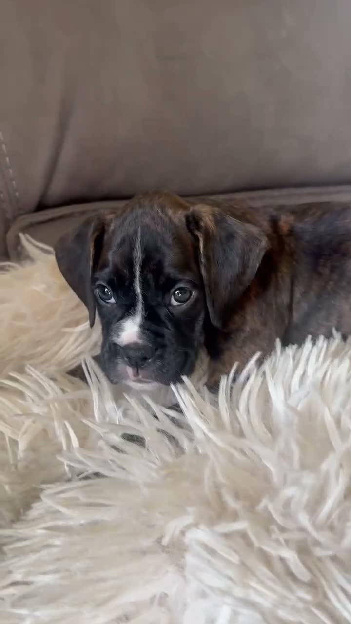 Boxer dogs for sale: KC Registered Boxer Puppies - health tested - Video 3