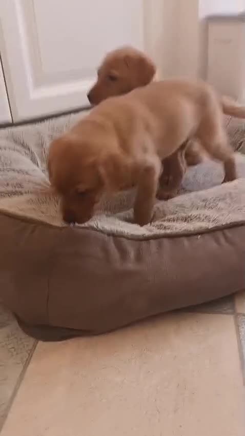 Labrador Retriever dogs for sale: Fox Red KC Reg Fox Red Lab, M&D hip & elbow scored - Video 1