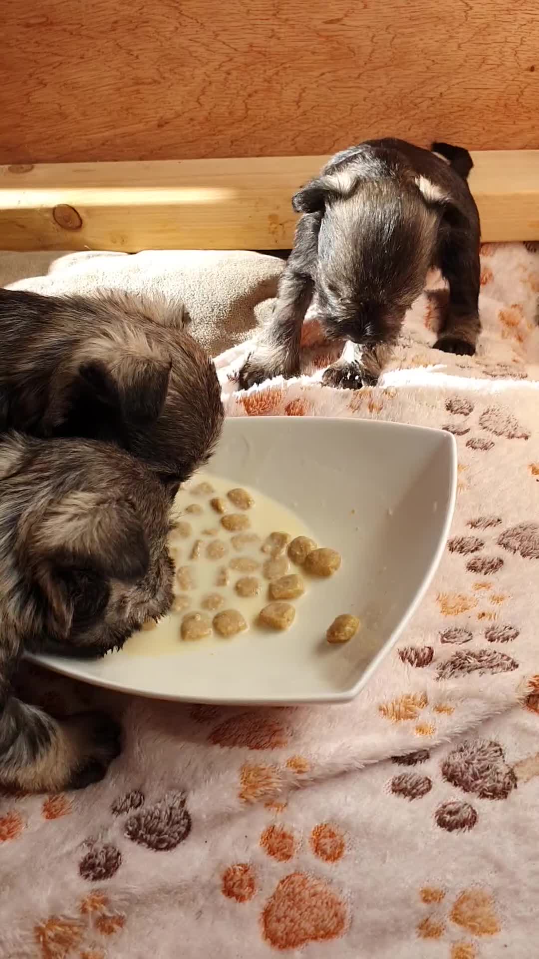 Miniature Schnauzer dogs for sale: Adorable Miniature Schnauzer Puppies - Video 3