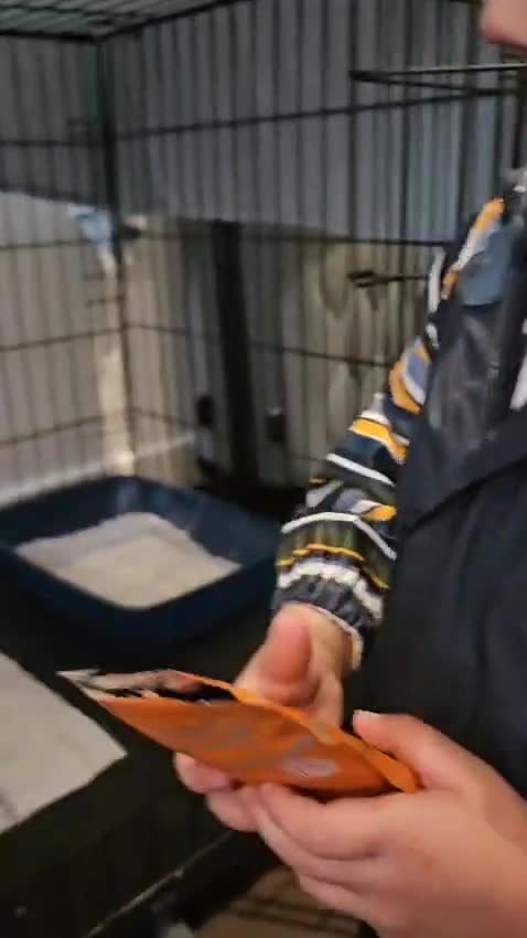 Mixed Breed cats for adoption: Billy needs home of his own - Video 1