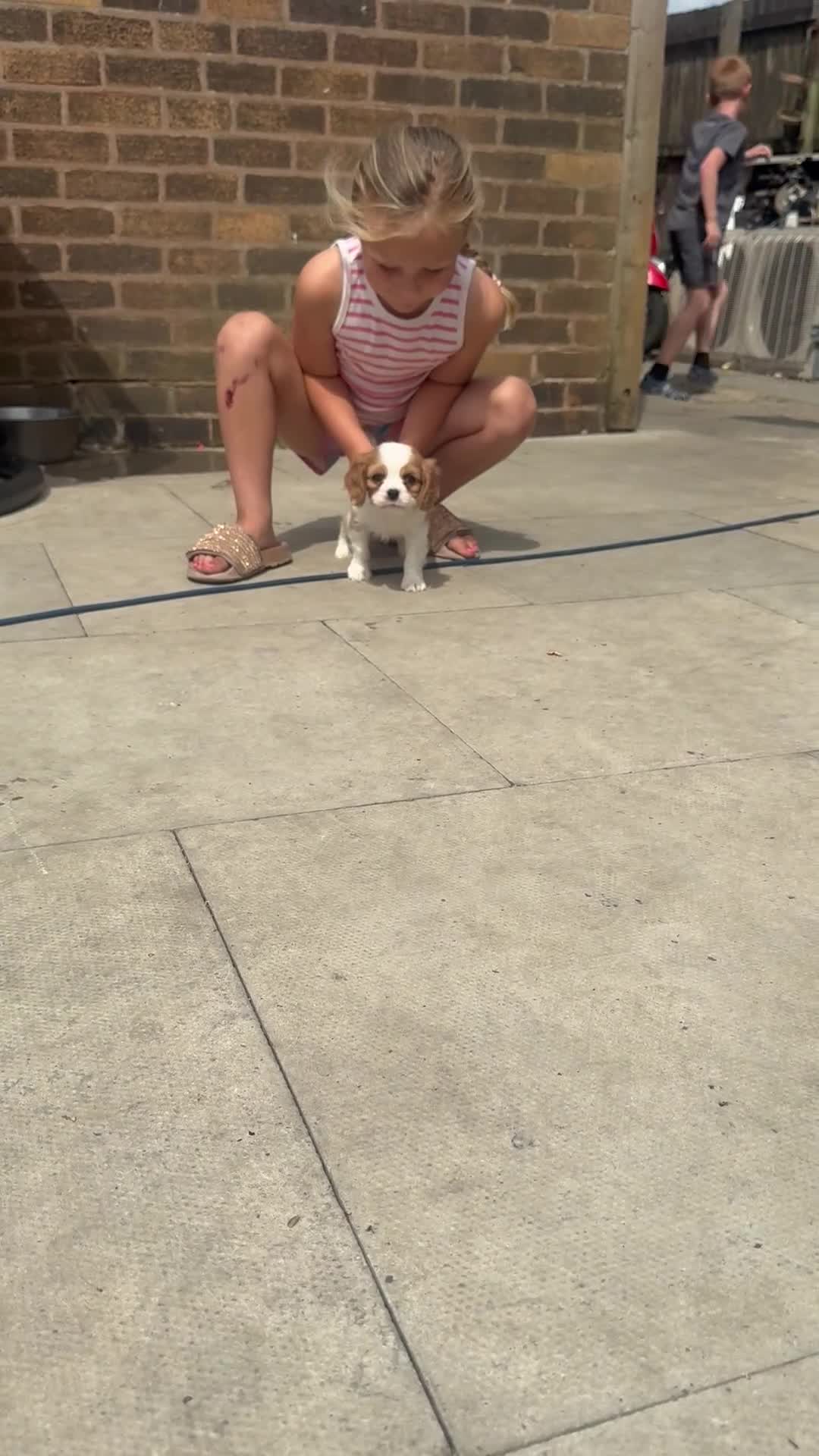 Cavalier King Charles Spaniel dogs for sale: Stunning hereditary clear KC one boy left - Video 1