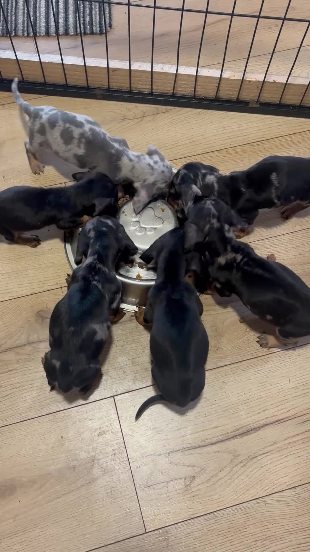 Dachshund dogs for sale: READY to leave dachshund puppy’s for sale  - Video 3