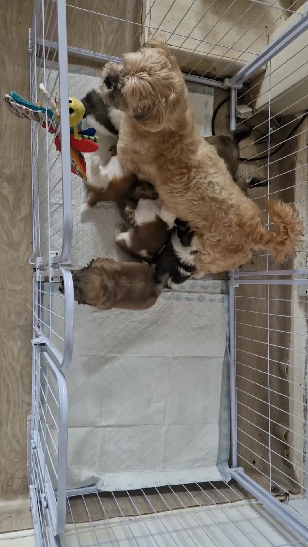 Shih Tzu dogs for sale: Shih-tzu's for sale. - Video 1
