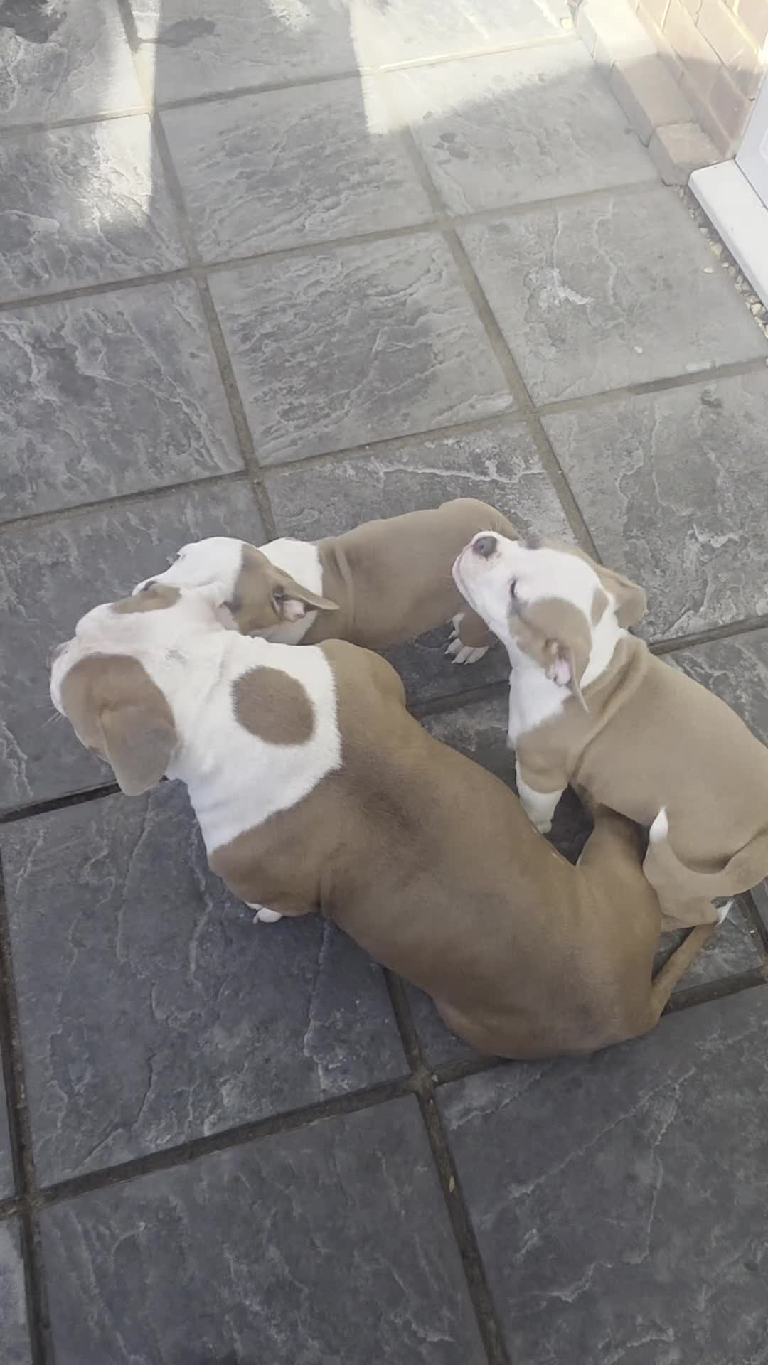 American Bully dogs for sale: American Pocket Bully - Video 1