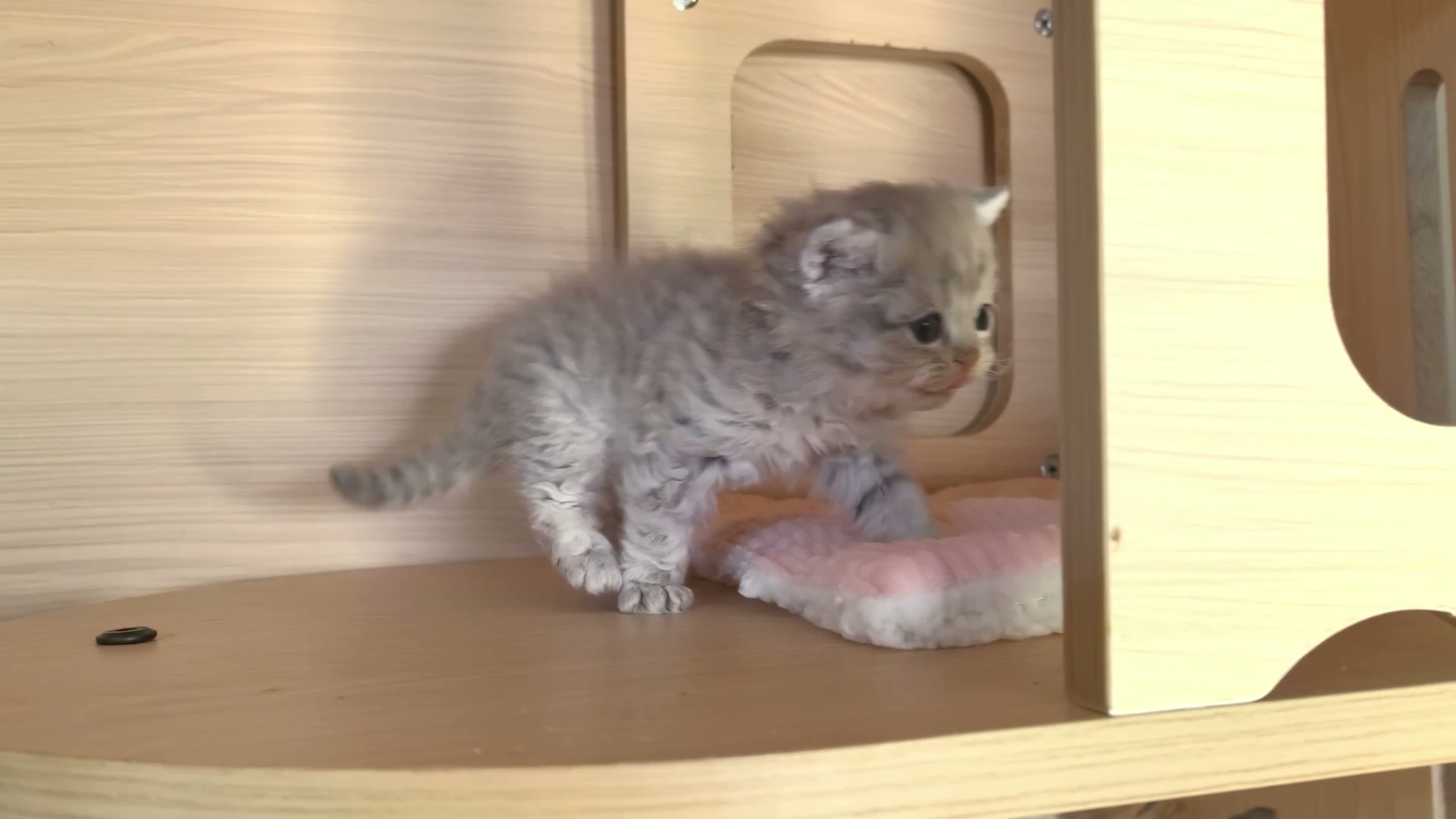 Selkirk Rex cats for sale: Beautiful Selkirk Rex Shorthair Kittens  - Video 5