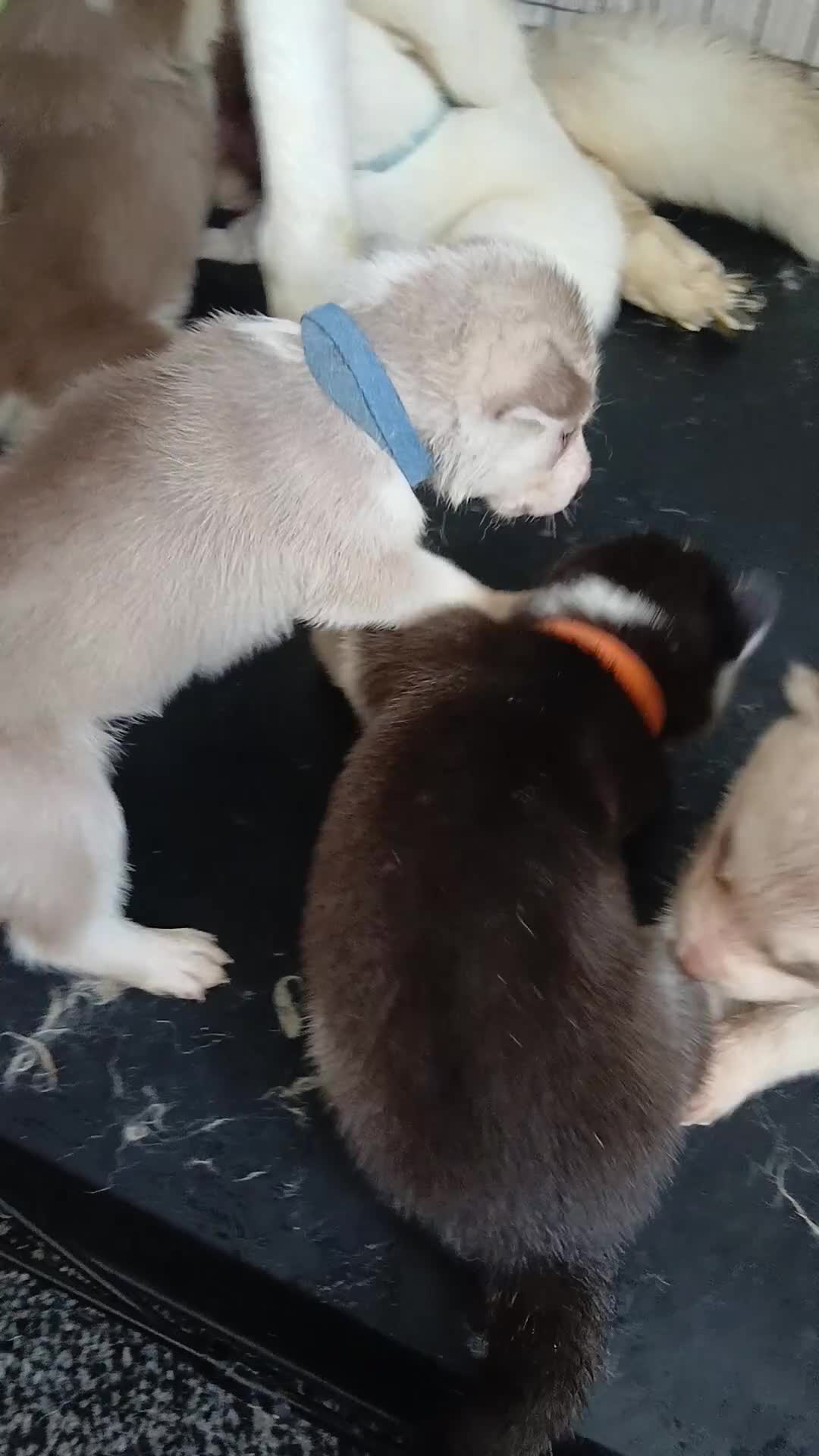 Siberian Husky dogs for sale: 2 LEFT REDUCED Stunning Siberian Husky Puppies - Video 3