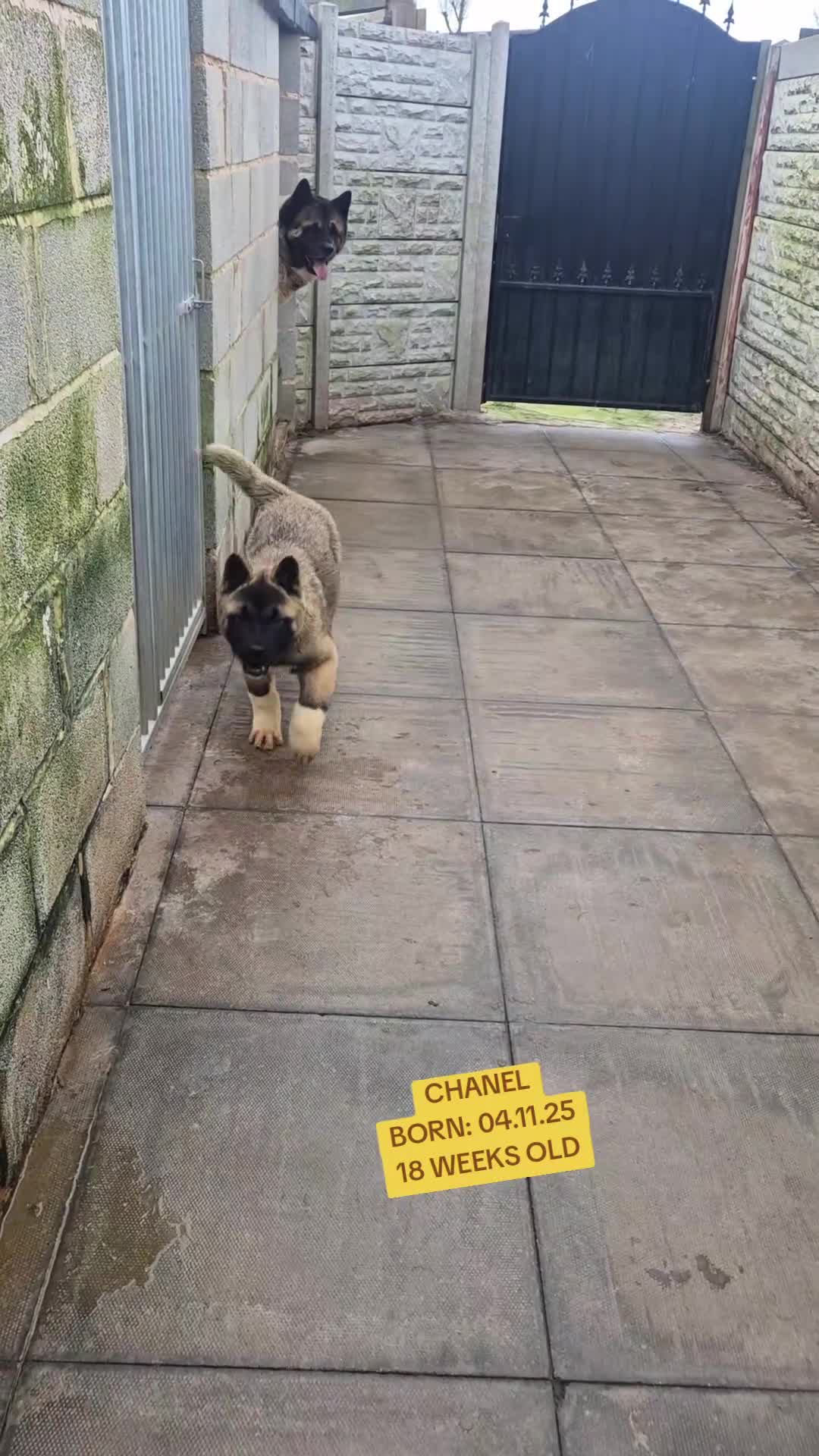 Akita dogs for sale: AMERICAN AKITA FEMALES BLACK MASK BEARS - Video 1