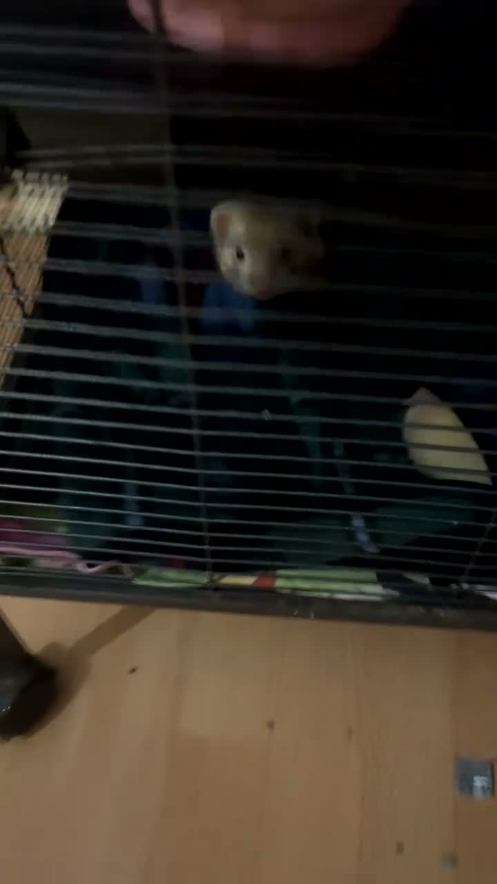 Ferret rodents for sale: 2 Ferrets for sale  in Slough - Video 1