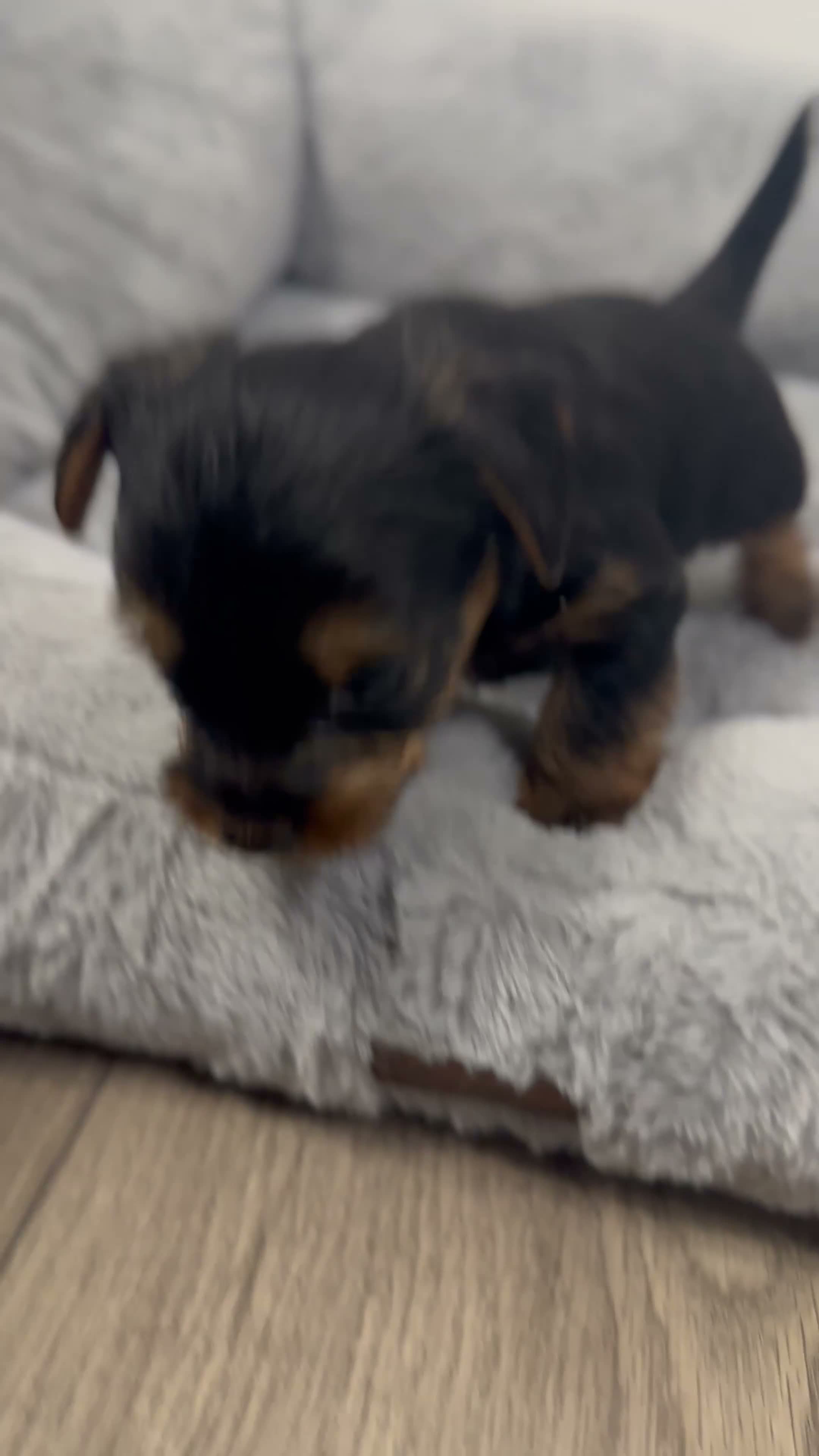 Yorkshire Terrier dogs for sale: ❤️ Gorgeous Purebred Miniature Yorkshire Terriers  - Video 1