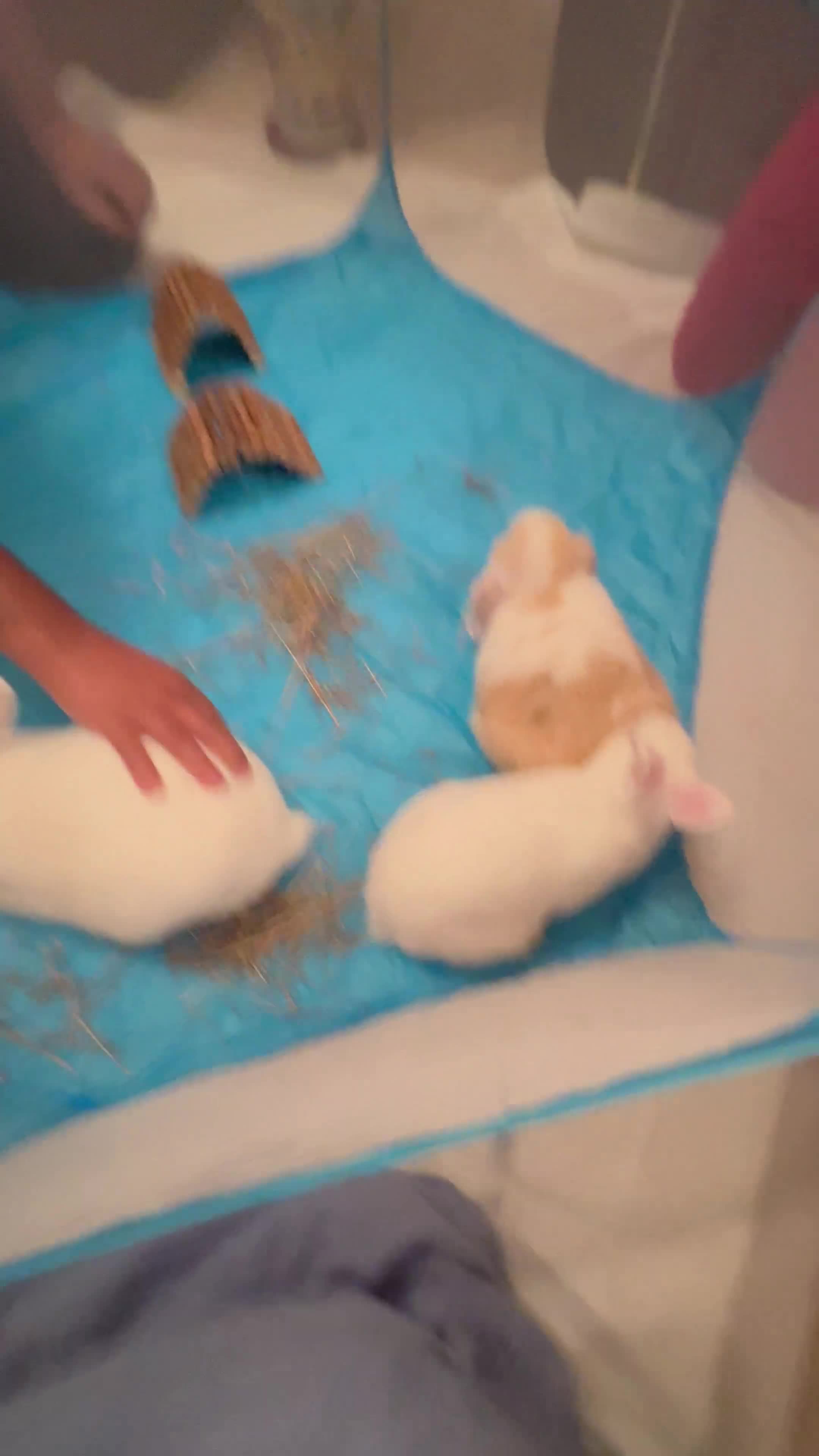 Rex rabbits for sale: Rabbit for sale  - Video 1