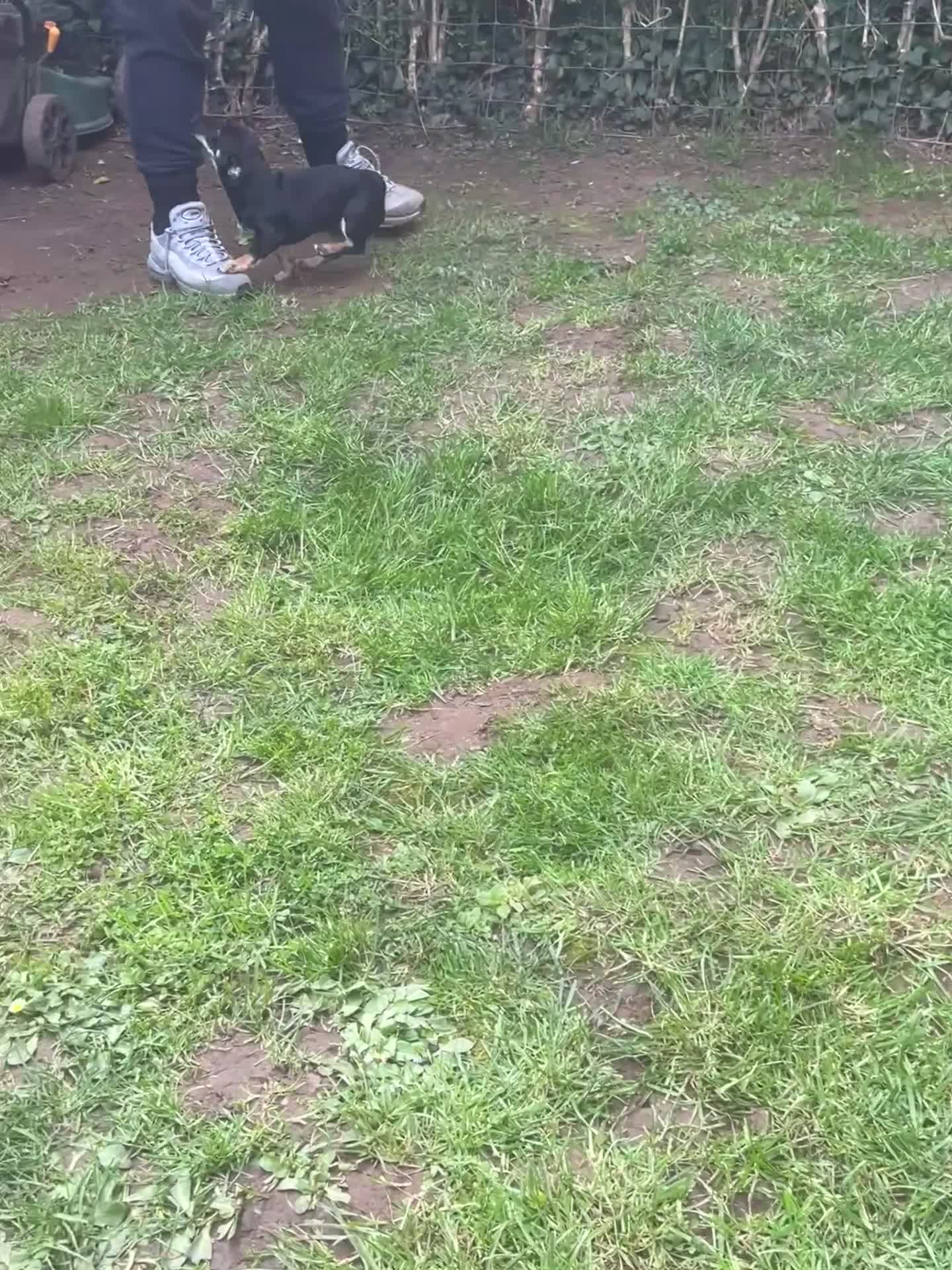 Jackshund dogs for sale: Jackshaund 7 month old pup for sale  in Leominster - Video 2