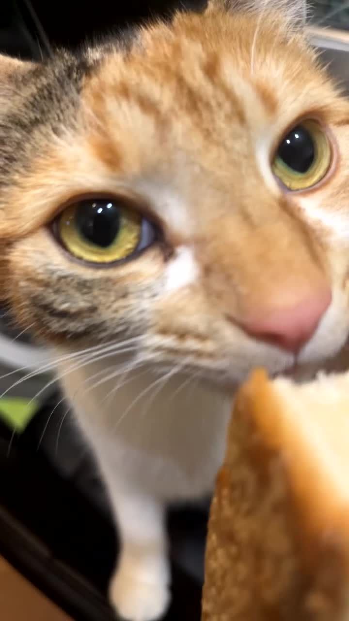 British Shorthair cats for sale: 2 year old Calico - Video 1