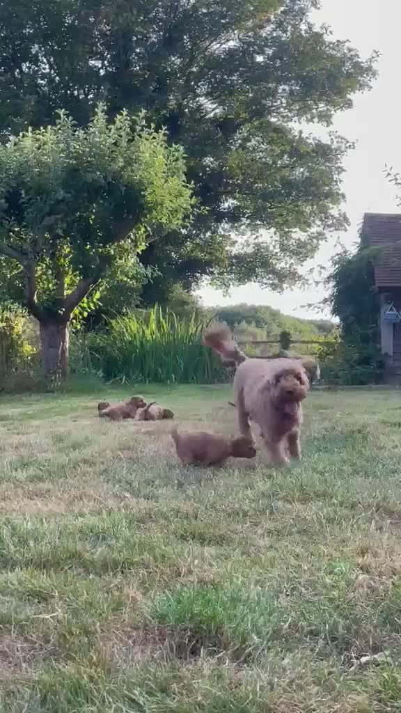 Cockapoo dogs for sale: ❤️ Stunning Health-Tested Red Cockapoo Puppies ❤️ in Edenbridge - Video 2