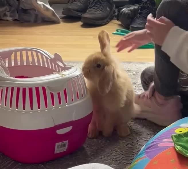 Dwarf Lop rabbits for sale: Boy dwarf mini pop and female lop - Video 2
