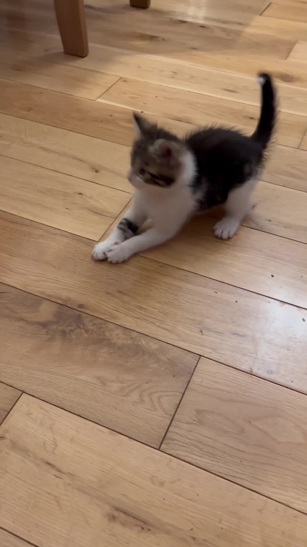 Mixed Breed cats for sale: Kitten litter of 4 in Tiverton - Video 2