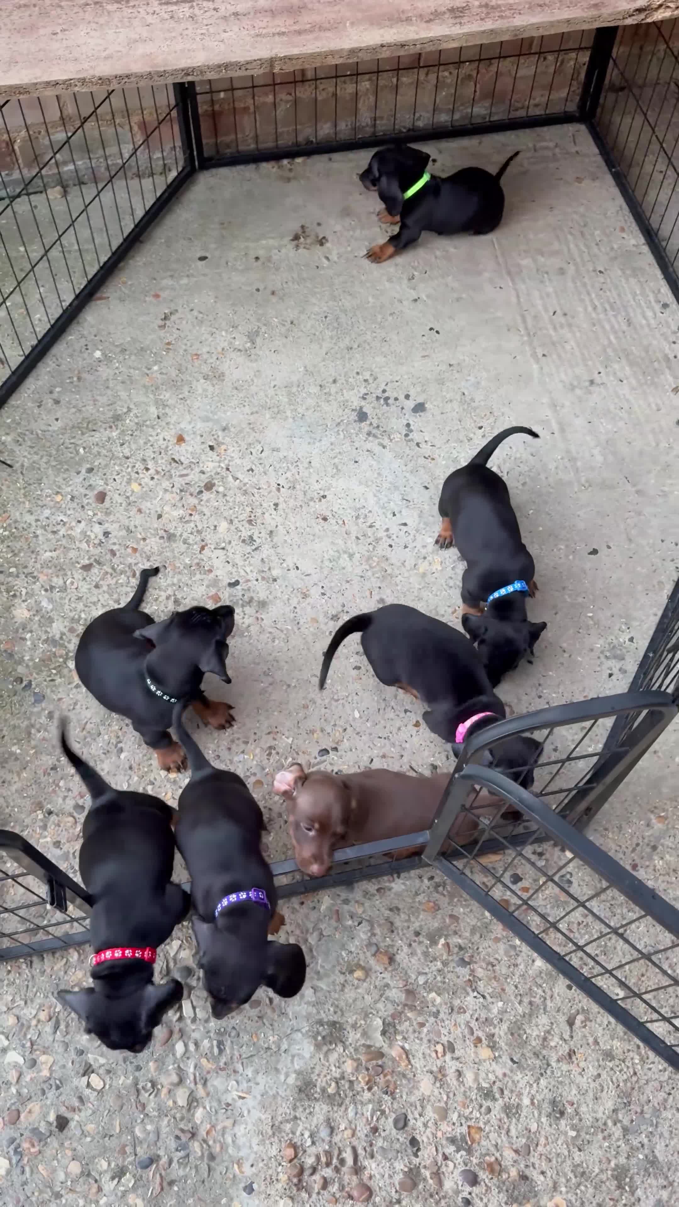 Dachshund dogs for sale:  DACHSHUND PUPPIES!! BEAUTIFUL AND HEALTHY - Video 2