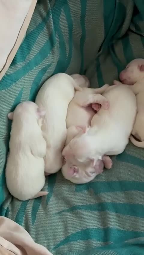 Maltese dogs for sale: Purebred Maltese Puppies – Loving Homes Only - Video 2