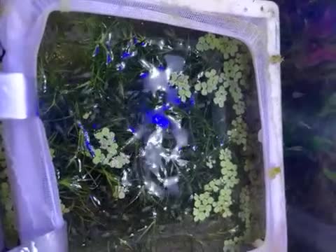 Live Bearers fish for sale: Guppy fry, adults and plants for sale  - Video 1