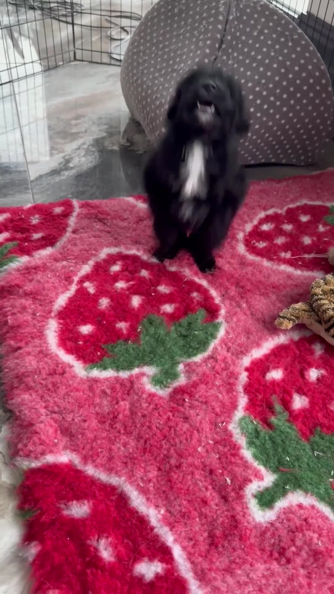 Aussiedoodle dogs for sale: LAST PUP! MINI AussieDoodle Pup 💙💙 - Video 2