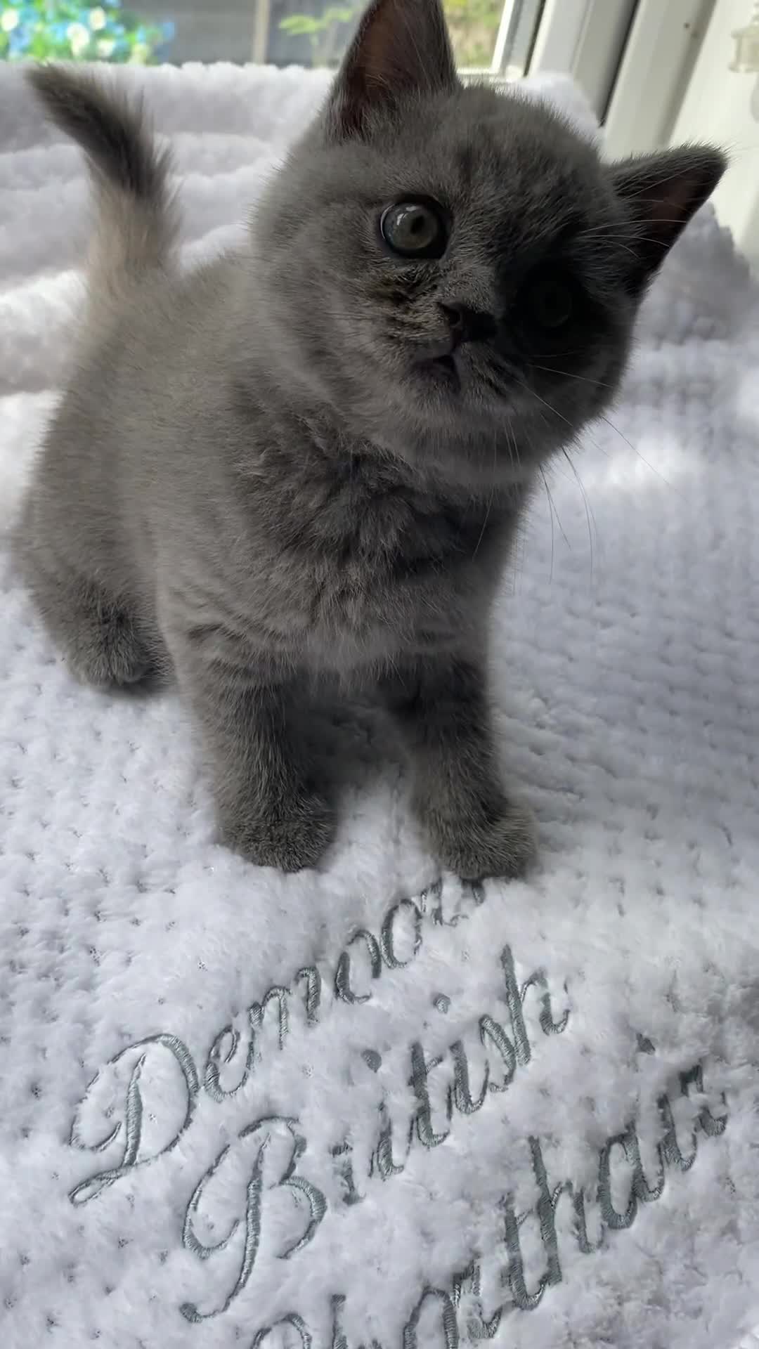 British Shorthair cats for sale: GCCF REG HEALTH TESTED KTTENS AVAILABLE 🥰 - Video 1