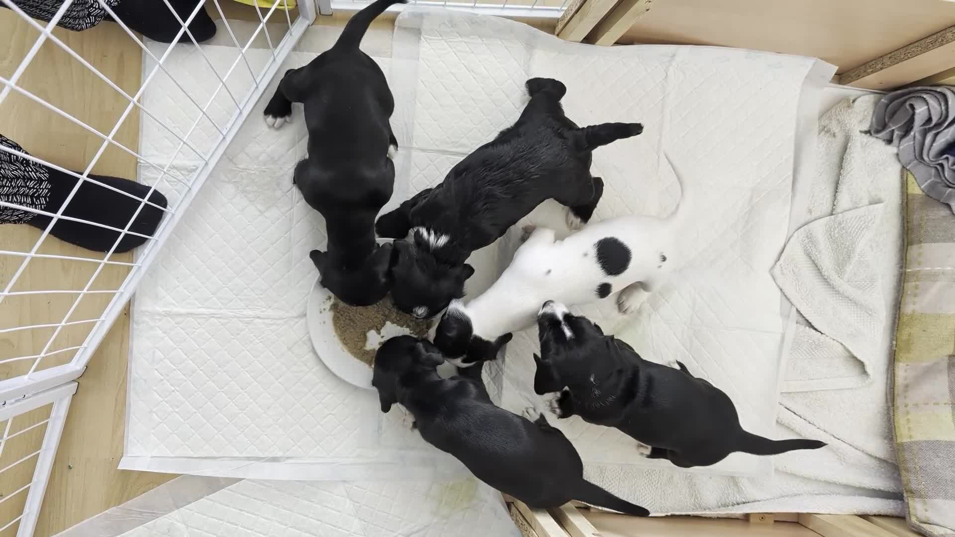 Mixed Breed dogs for sale: Cocker Jack Puppies - Video 1
