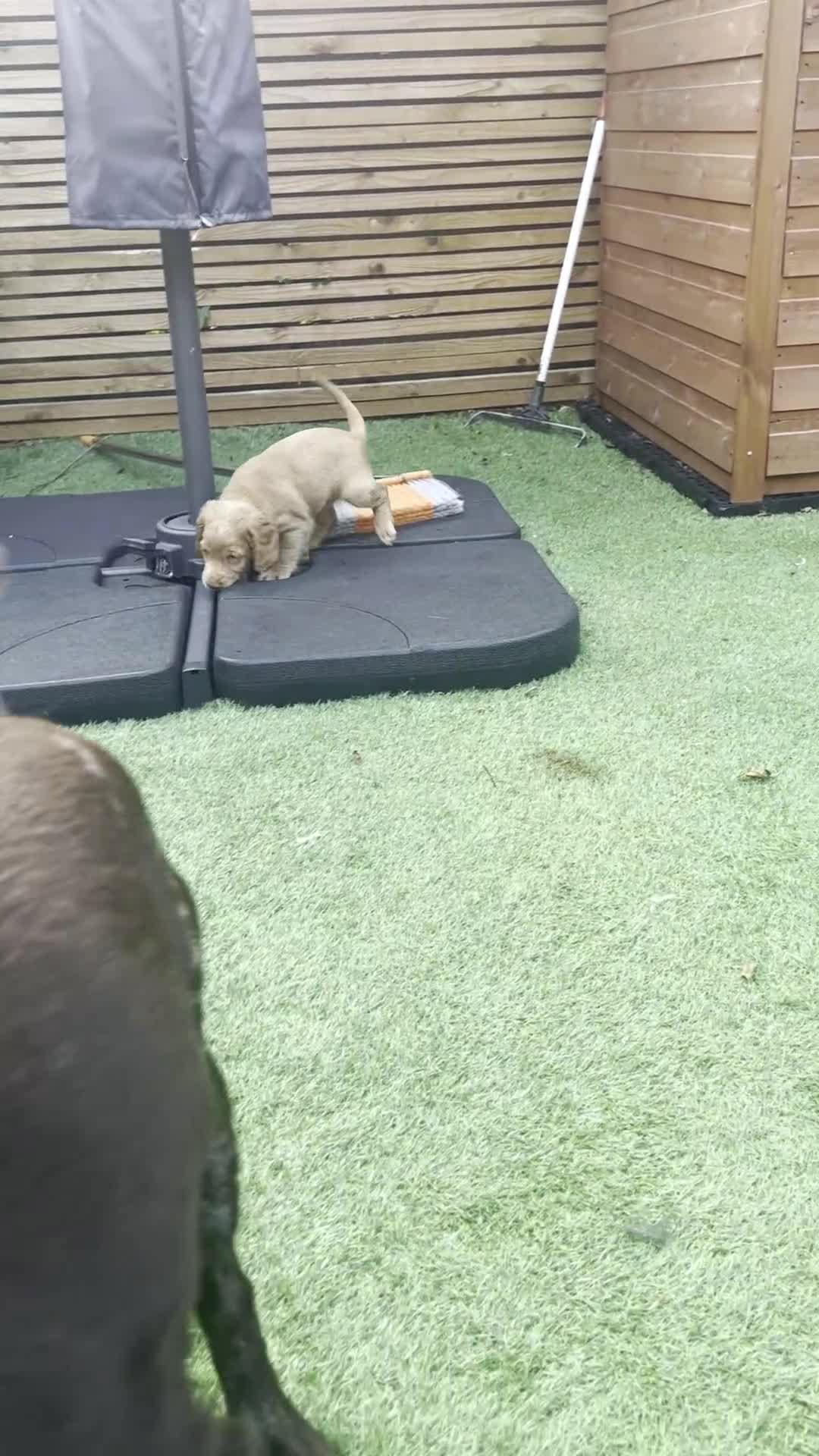 Cocker Spaniel dogs for sale: Beautiful Family-Raised Cockers – Aug 11 Ready - Video 5