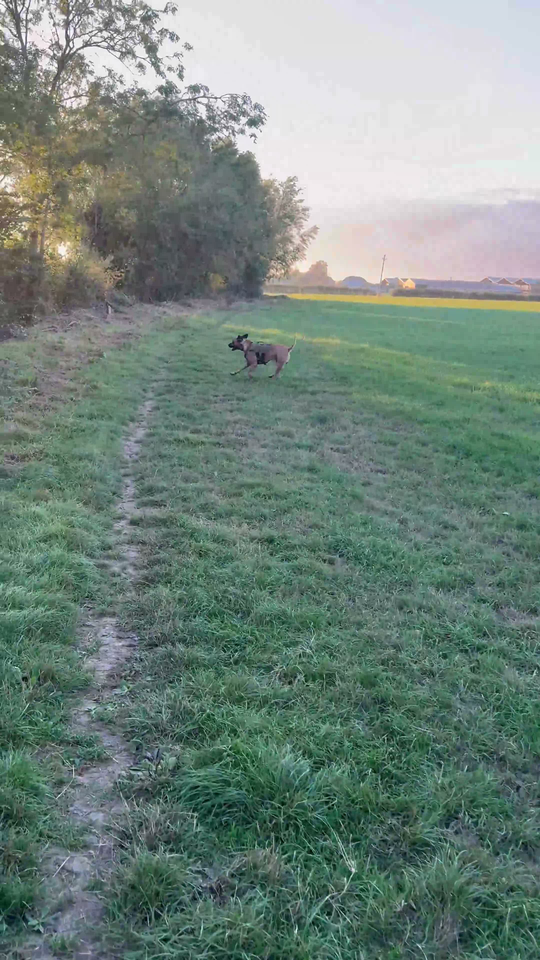 Rhodesian Ridgeback dogs for stud: 🐾 Handsome Rhodesian Ridgeback Available for Stud - Video 2