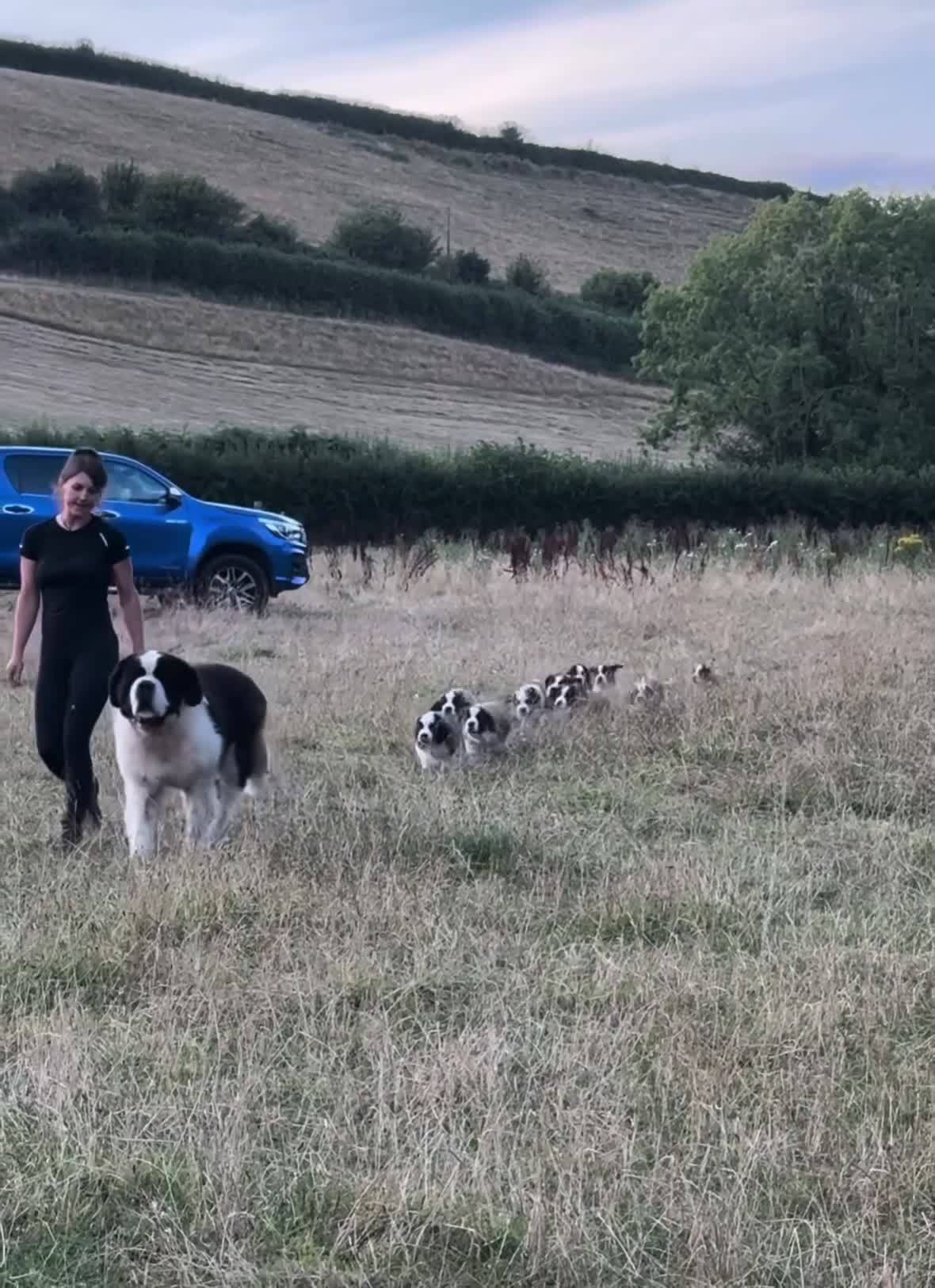 Saint Bernard dogs for sale: Pups from HIP & ELBOW scored parents  - Video 1
