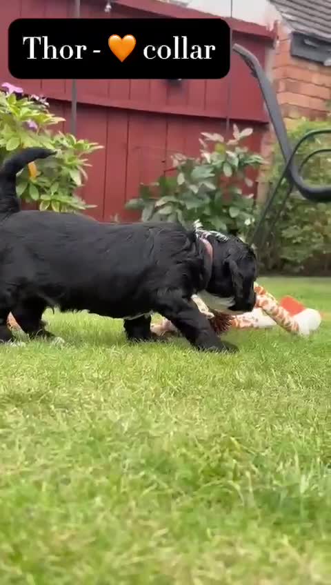 Mixed Breed dogs for sale: Tibetan Terrier x cockerpoo  - Video 2