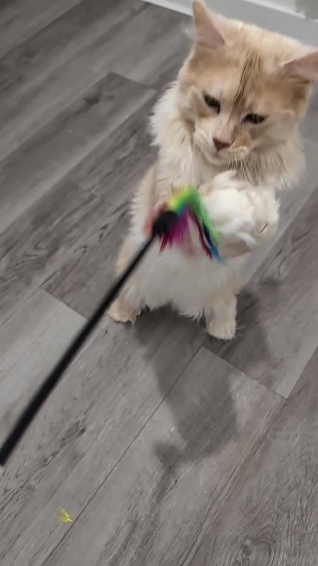 Maine Coon cats for sale: 66/66 TICA Champ Line Maine Coon Polydactyl Stud  - Video 1