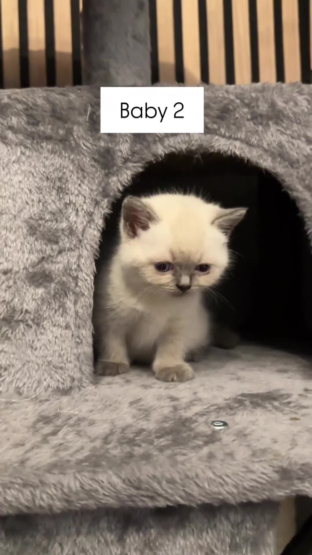 British Shorthair cats for sale: Kittens British Shorthair  - Video 1