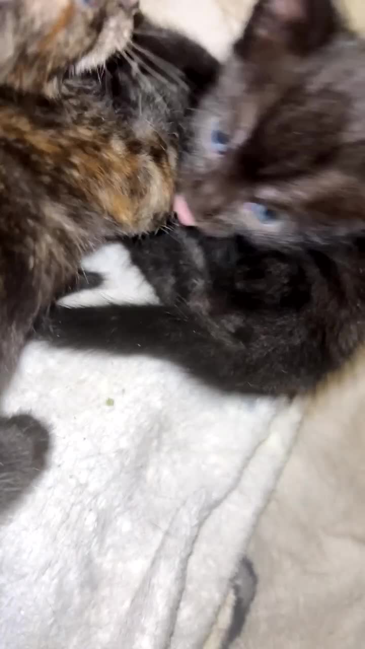 Mixed Breed cats for sale: 2 female mixed breed kittens  - Video 2