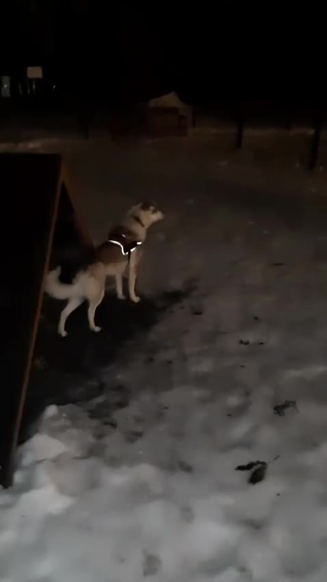 Mixed Breed dogs for adoption: ❤️GRACY❤️-a fluffy ball of joy in a small wrap  - Video 1