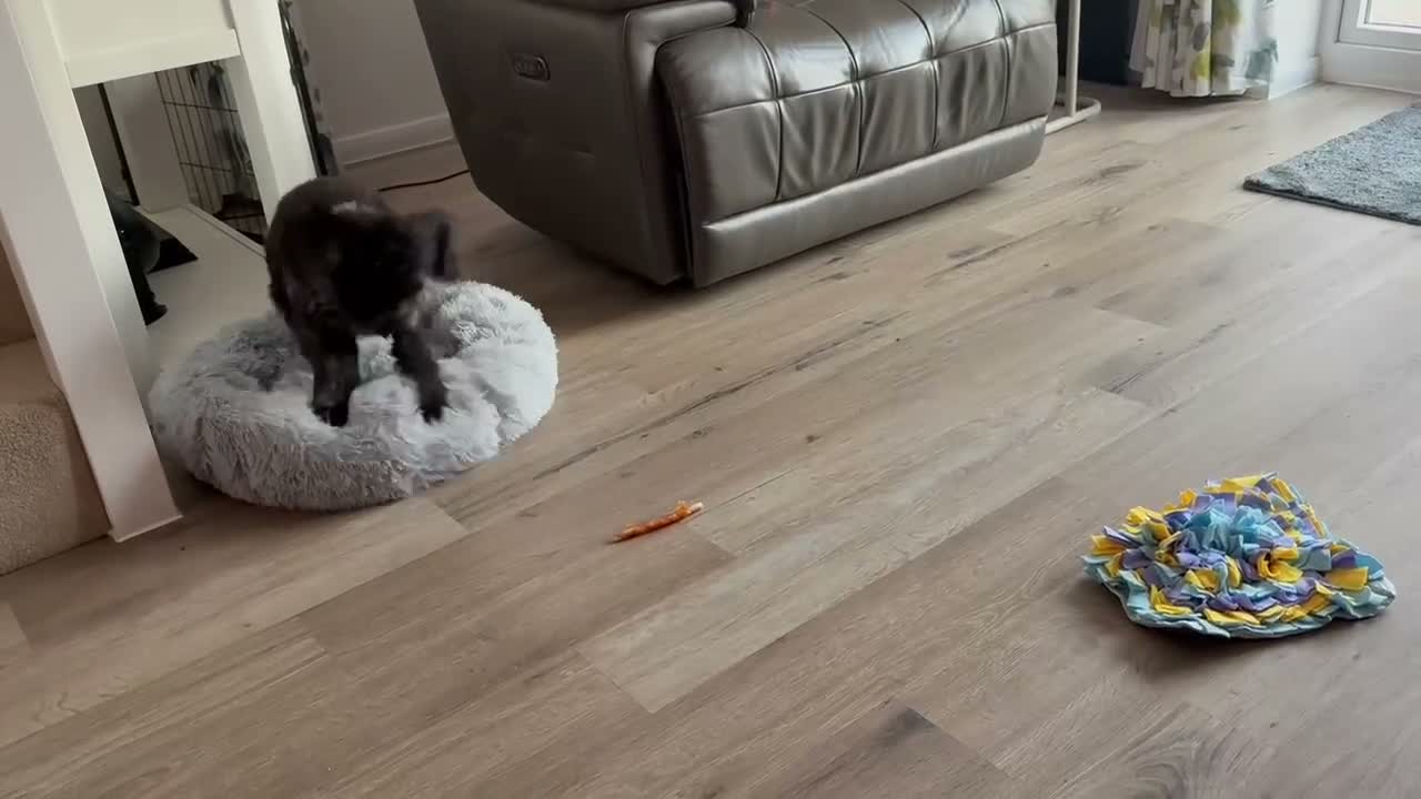 Cockapoo dogs for sale: Sweet little cockapoo female puppy aged 8 months - Video 1