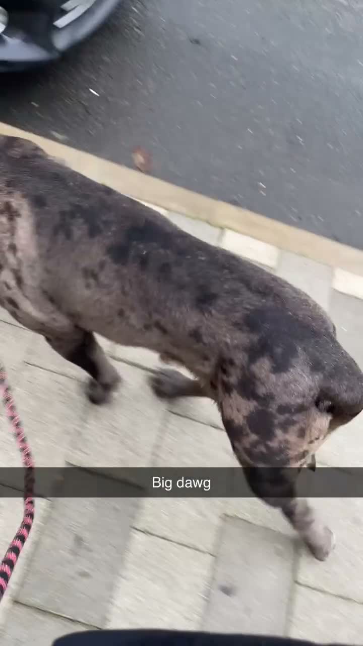 Cane Corso dogs for sale: Zeus the American Mastiff/Cane Corso in London - Video 3