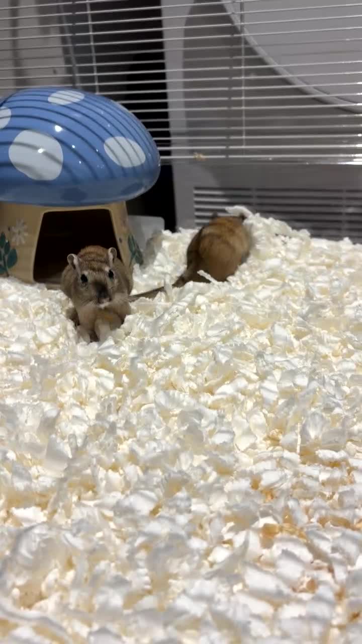 Gerbil rodents for sale: 2 male Gerbils looking for home - Video 1