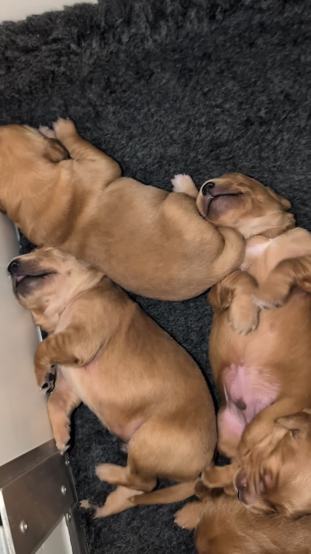 Golden Retriever dogs for sale: Dark Red KC Registered Working Golden Retrievers - Video 1
