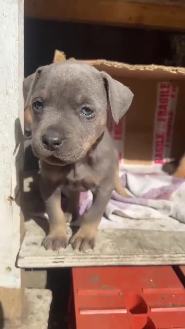 Mixed Breed dogs for sale: F4 STAFFWEILERS - Video 1
