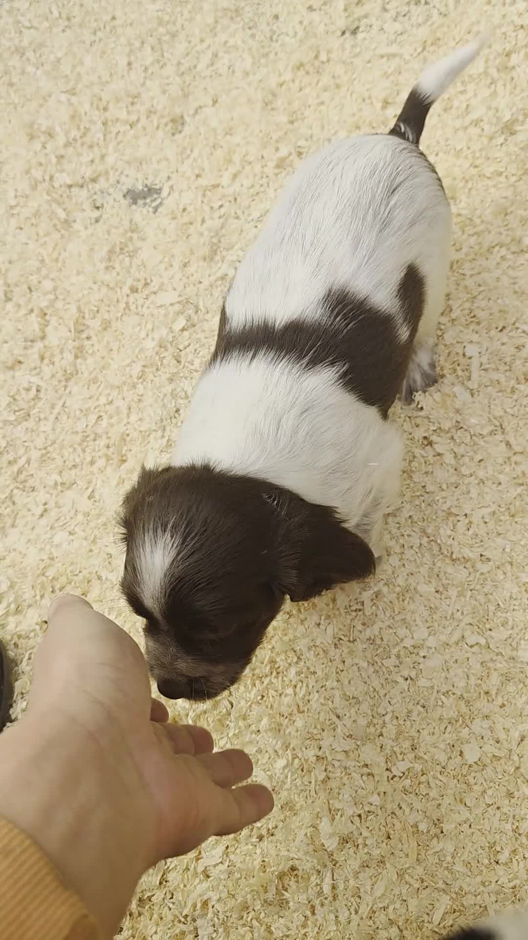 Cocker Spaniel dogs for sale: Kc registered mixed litter - Video 1